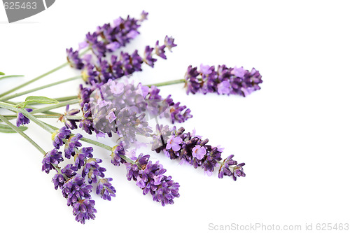 Image of lavender flowers