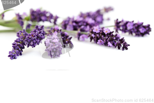 Image of lavender flowers