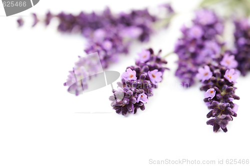 Image of lavender flowers