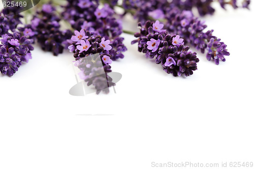 Image of lavender flowers