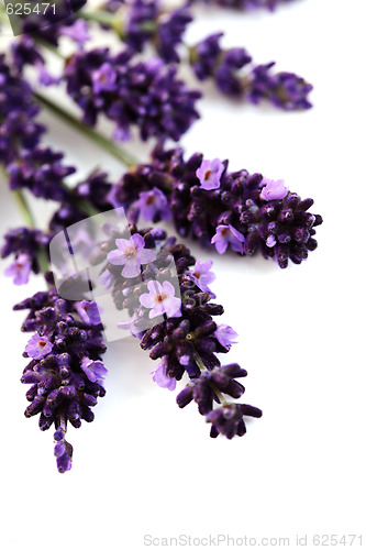 Image of lavender flowers
