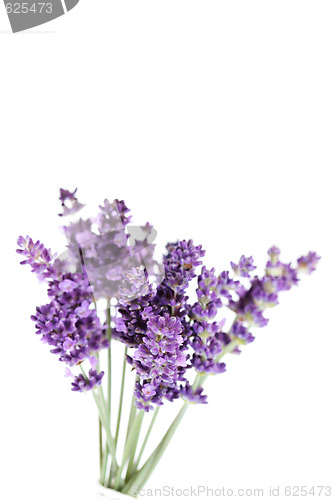 Image of lavender flowers