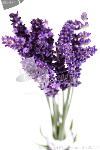 Image of lavender flowers