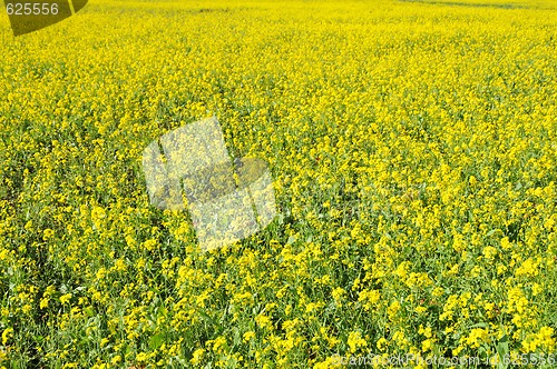 Image of Wildflowers