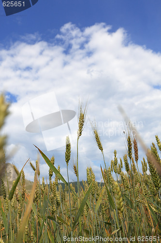 Image of Wheat field