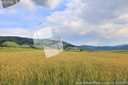 Image of Wheat field