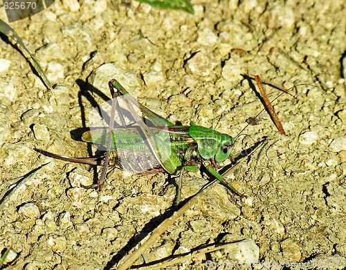 Image of Grasshopper