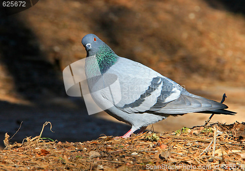 Image of Pigeon