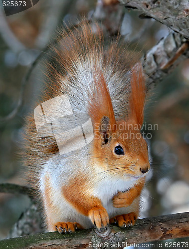 Image of Squirrel