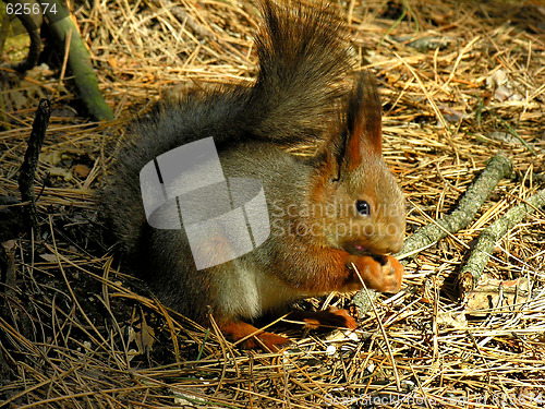 Image of Squirrel