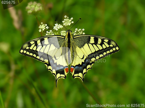 Image of The butterfly Machaon