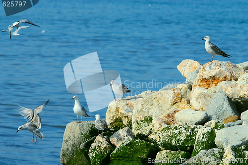 Image of The seagull on sea coast