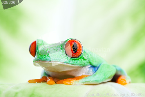 Image of frog on a leaf close up