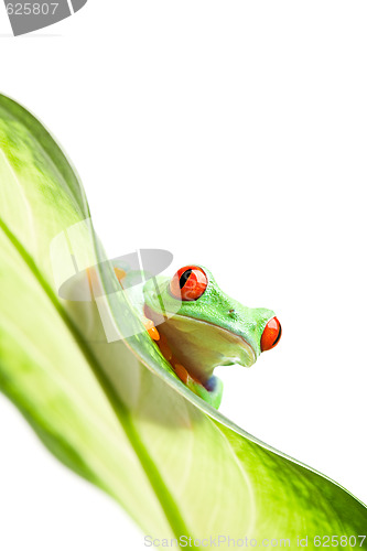Image of frog on a leaf isolated white