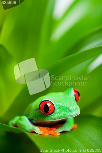 Image of frog in a plant - red-eyed tree frog