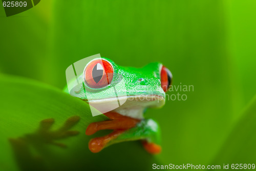 Image of frog in a plant