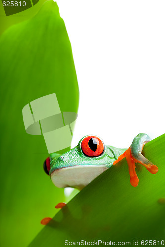 Image of frog on a leaf isolated white