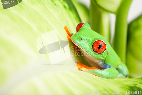 Image of frog in a plant