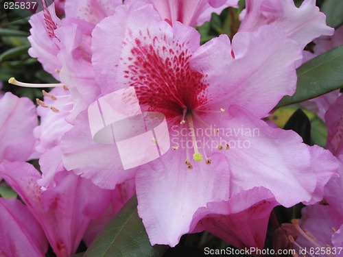 Image of Rhododendron