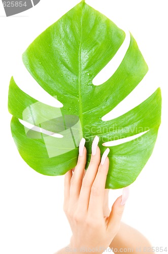 Image of female hands with green leaf