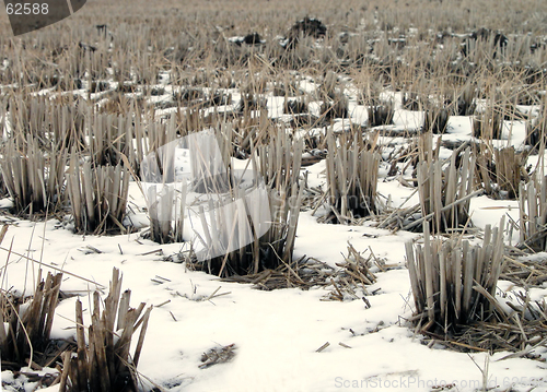 Image of Winter rice field detail