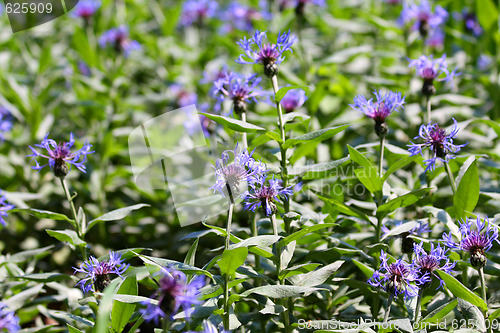 Image of Cornflowers