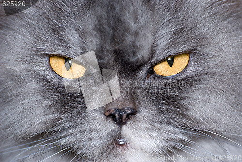 Image of The cat's look