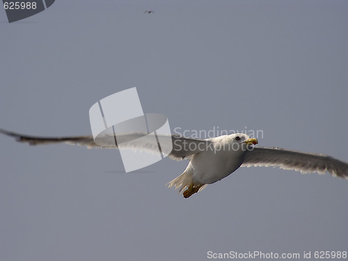 Image of Seagull at Flight