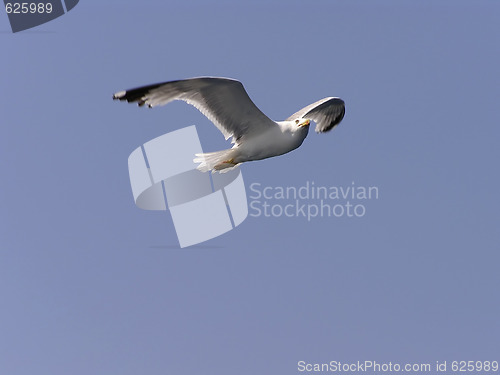 Image of Seagull