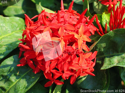 Image of Red flower