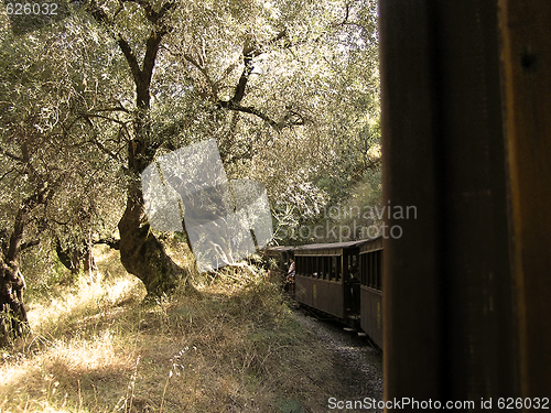 Image of Train and Olive Trees