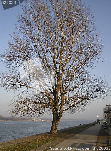 Image of Tree At River Bank