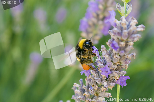 Image of bee in a flower