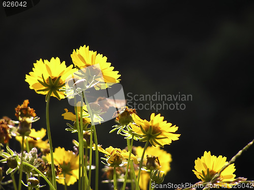 Image of Yellow Flowers