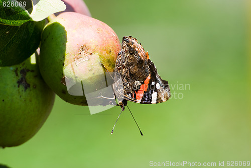 Image of Butterfly