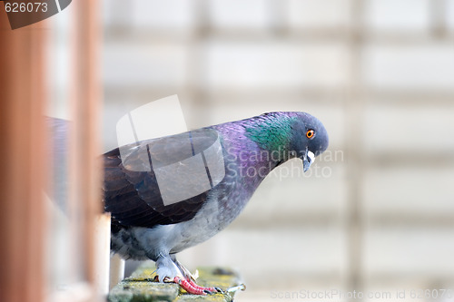 Image of Pigeon