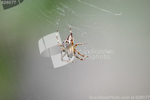 Image of Spider