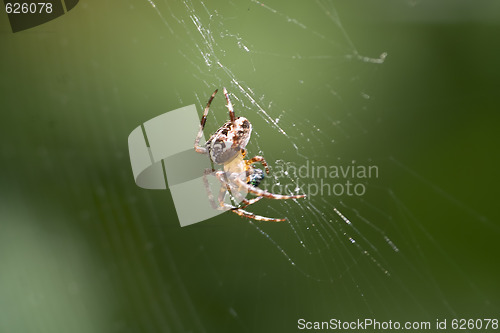 Image of Spider