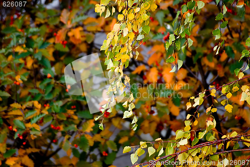 Image of Foliage