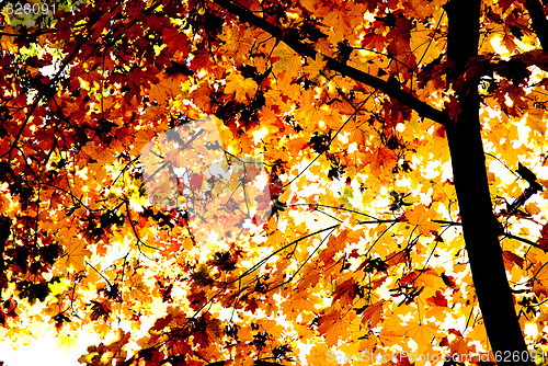 Image of Foliage