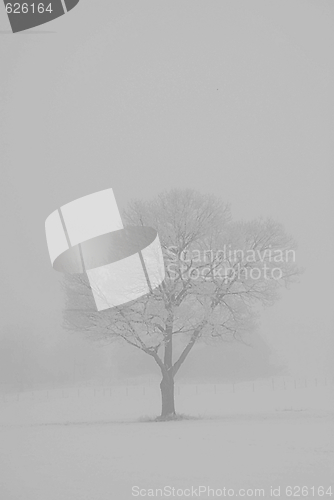 Image of Tree in the mist