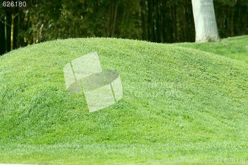 Image of Green grass