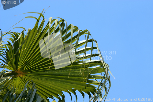 Image of Palmtree leaves isolated on blue