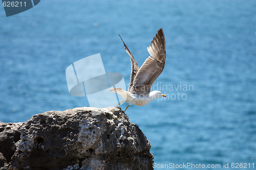 Image of Seagull about to fly off the cliff