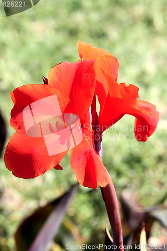 Image of Red flower