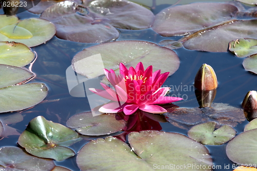 Image of Lotus flower