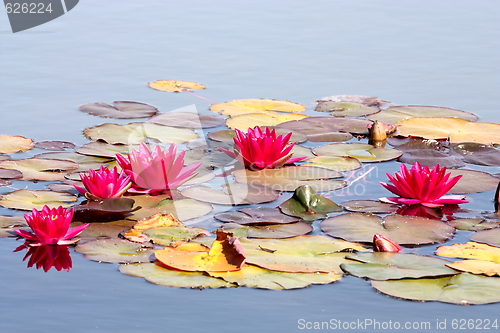 Image of Beautiful water lily