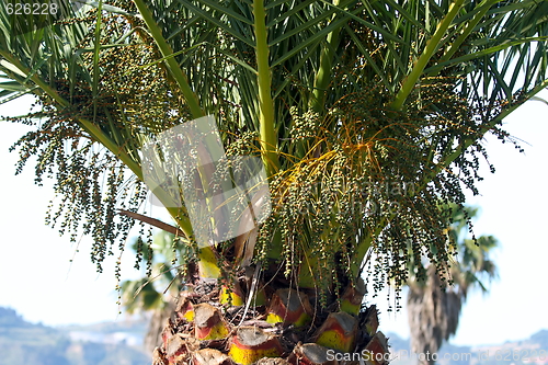Image of Palm tree detail