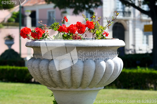 Image of beautiful red flowers in  pot