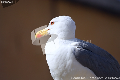 Image of Seagull portrait